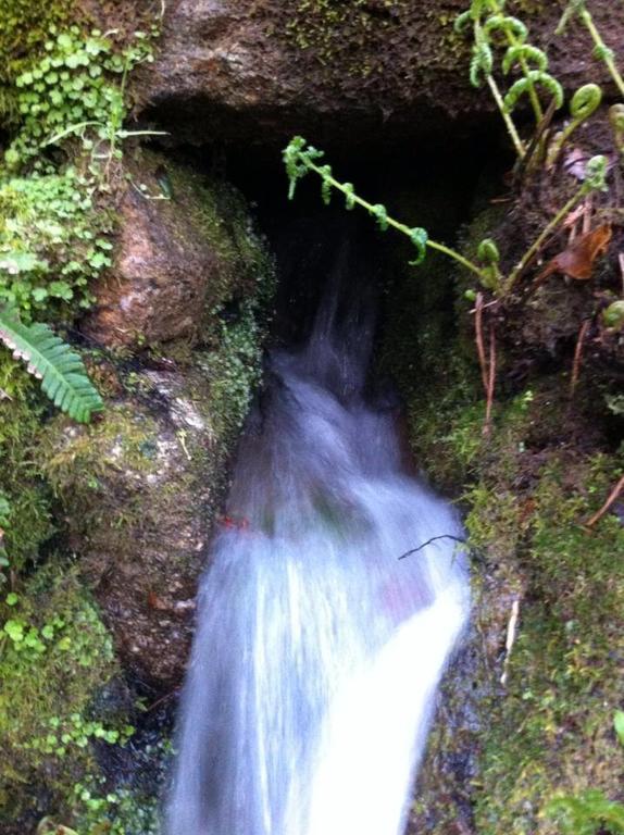 Eira Das Carvalhas Penafiel Bilik gambar