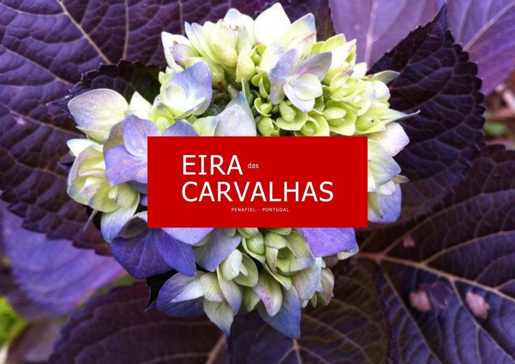 Eira Das Carvalhas Penafiel Bilik gambar